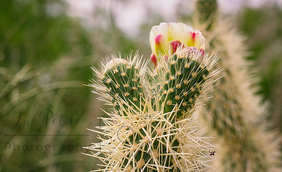 Cactus